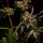Royal Queen Seeds - Astro Lemonade F1