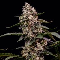 Royal Queen Seeds - Orbital Banana F1