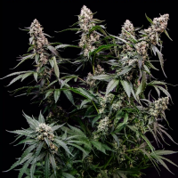 Royal Queen Seeds - Orbital Banana F1