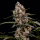 Royal Queen Seeds - Orbital Banana F1