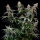 Royal Queen Seeds - Orbital Banana F1