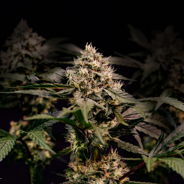 Royal Queen Seeds - Cosmic Cheddar F1