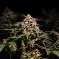 Royal Queen Seeds - Cosmic Cheddar F1