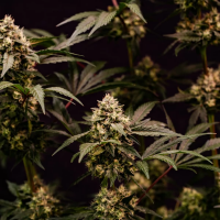Royal Queen Seeds - Cosmic Cheddar F1