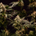 Royal Queen Seeds - Cosmic Cheddar F1
