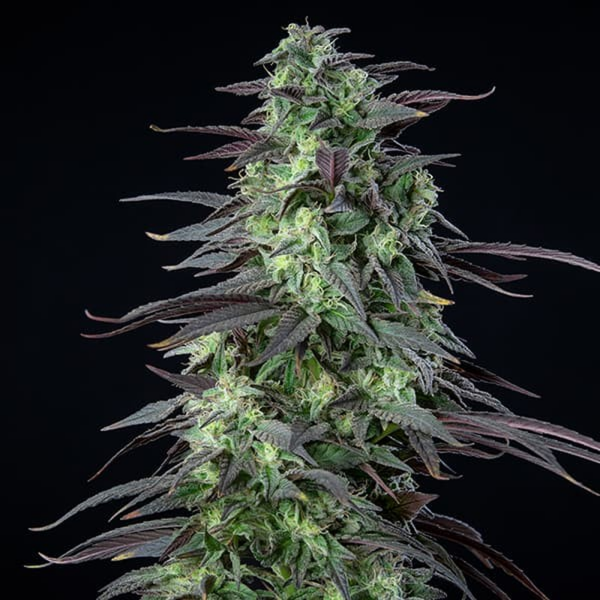 Royal Queen Seeds - Skunk XL