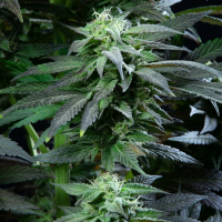Royal Queen Seeds - Skunk XL