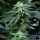 Royal Queen Seeds - Skunk XL