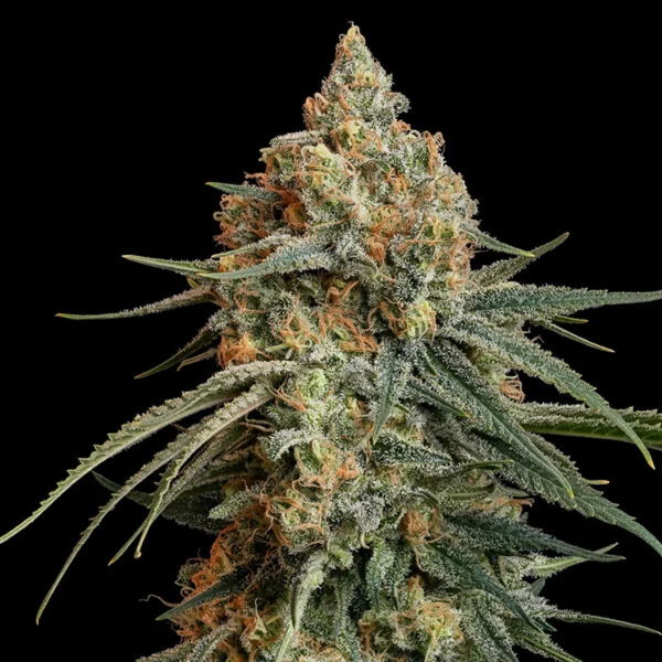 Royal Queen Seeds - Granddaddy Purple