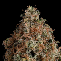 Royal Queen Seeds - Granddaddy Purple