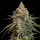 Royal Queen Seeds - Granddaddy Purple