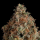 Royal Queen Seeds - Granddaddy Purple