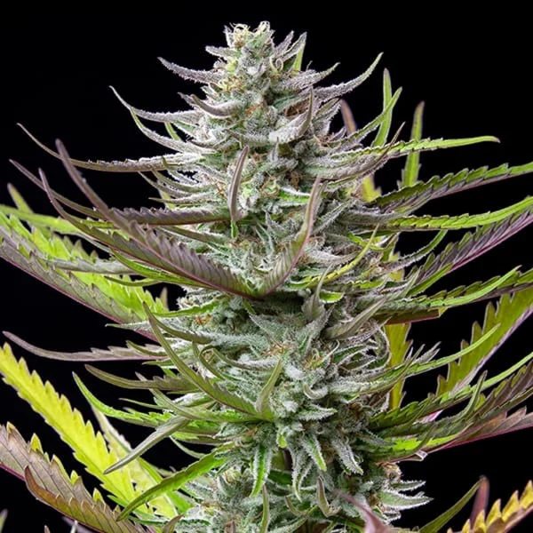 Royal Queen Seeds - Mimosa