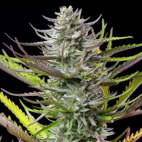 Royal Queen Seeds - Mimosa