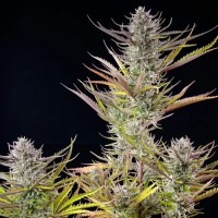 Royal Queen Seeds - Mimosa