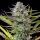 Royal Queen Seeds - Mimosa