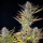Royal Queen Seeds - Mimosa