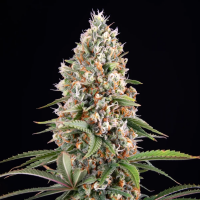 Royal Queen Seeds - Candy Kush Express - Fast Flowering
