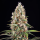 Royal Queen Seeds - Candy Kush Express - Fast Flowering