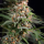 Royal Queen Seeds - Candy Kush Express - Fast Flowering