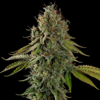 Royal Queen Seeds - Do-Si-Dos
