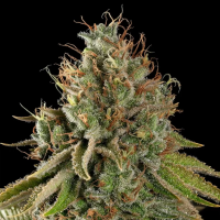 Royal Queen Seeds - Do-Si-Dos