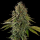 Royal Queen Seeds - Do-Si-Dos
