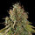 Royal Queen Seeds - Do-Si-Dos