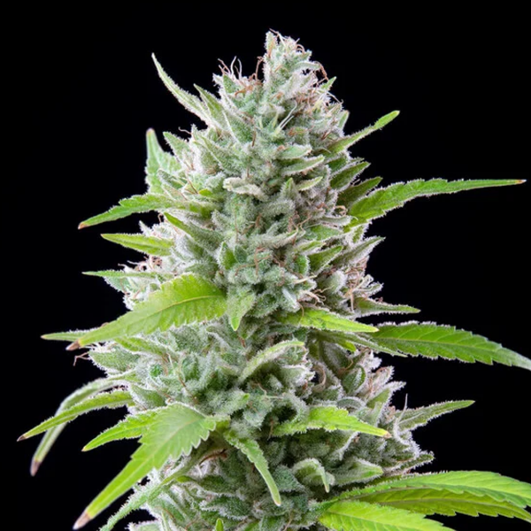 Royal Queen Seeds - El Patron