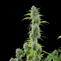 Royal Queen Seeds - El Patron