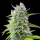 Royal Queen Seeds - El Patron
