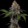 Royal Queen Seeds - Tropicana Cookies Purple