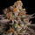Royal Queen Seeds - Tropicana Cookies Purple