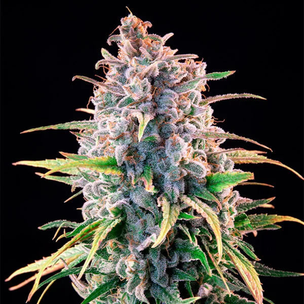 Royal Queen Seeds - Power Flower