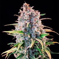 Royal Queen Seeds - Power Flower