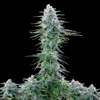 Royal Queen Seeds - Power Flower