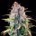 Royal Queen Seeds - Power Flower