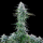 Royal Queen Seeds - Power Flower