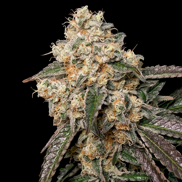 Royal Queen Seeds - Forbidden Fruit