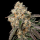 Royal Queen Seeds - Forbidden Fruit