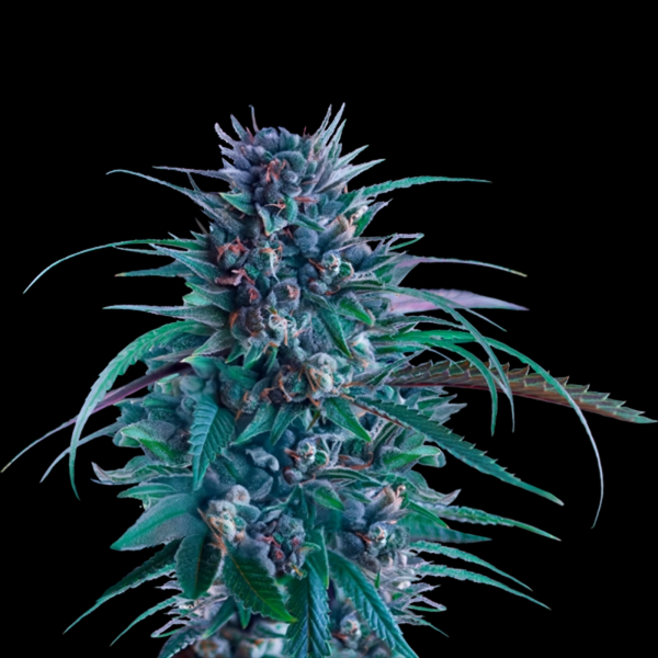 Royal Queen Seeds x Tyson -  Banana Brawler