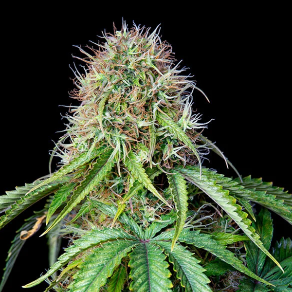 Royal Queen Seeds - Royal CBG Automatic