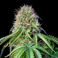 Royal Queen Seeds - Royal CBG Automatic