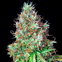 Royal Queen Seeds - Royal CBG Automatic