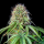 Royal Queen Seeds - Royal CBG Automatic