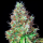 Royal Queen Seeds - Royal CBG Automatic
