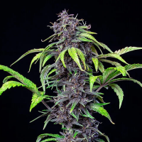 Royal Queen Seeds - Purplematic CBD