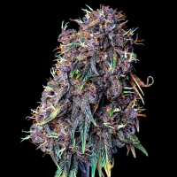Royal Queen Seeds - Purplematic CBD