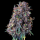 Royal Queen Seeds - Purplematic CBD