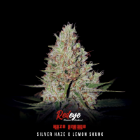 Redeye Seeds - Lemon Haze